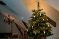 Weihnachtsbäume & Beleuchtung 569