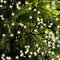 Kaemingk light chain Cluster 1512 LED warm white outdoor 13,5m black
