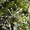 Kaemingk Cluster light chain 1512 LED warmwhite outdoor 13,5m transparent