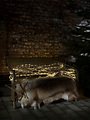 Konstsmide Lichterschlauch Mini 260 LED warmweiß 20m außen transparent - Thumbnail 2