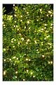 Sirius light chain Knirke 350 LED on metal strands outside 15 x 2.7 m green