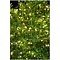 Sirius light chain Knirke 350 LED on metal strands outside 15 x 2,7 m green