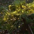 Sirius Lichterkette Knirke 500 LED an Metallsträngen 15 x 3,5 m grün außen - Thumbnail 4