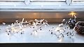 Sirius Lichterkette batteriebetrieben Jenny 20 LED Perlen weiß silber 1,9 m - Thumbnail 1