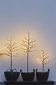 Árbol de LED Sirius Noah 80 LED blanco cálido al aire libre 110 cm marrón - Thumbnail 3