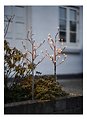 Sirius LED albero Alex Tree set di 2 x 30 LED a batteria da 80 cm - Thumbnail 2