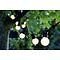 Sirius fairy lights Lucas addition 10 LED frosted outside 3m black