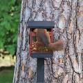 Wildlife Garden Futterbox für Eichhörnchen Rot - Thumbnail 2